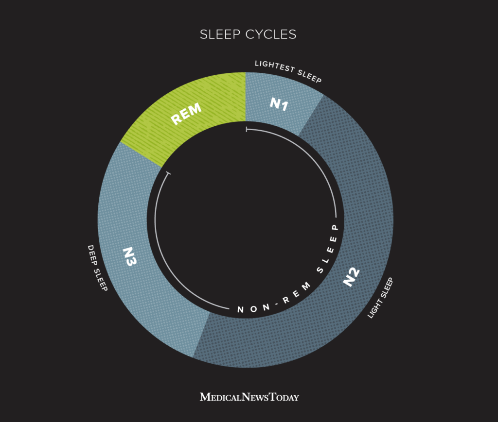 Diagram showing natural focus and rest cycles throughout the day